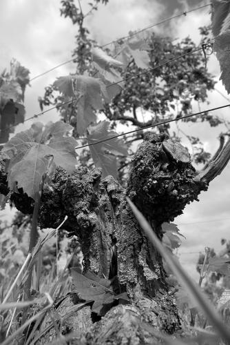 Au pied de la vigne