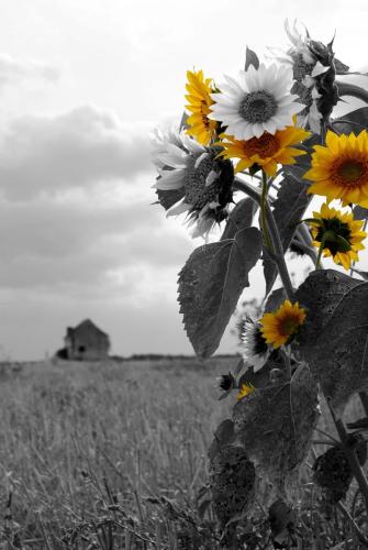 Girasols en éveil n°1