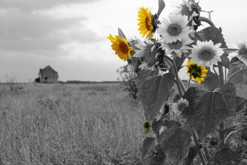 Girasols en éveil n°1